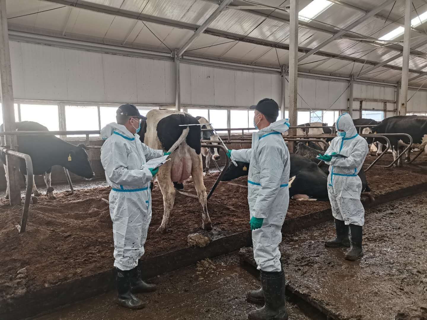 呼图壁种牛场校外实习基地